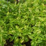 Aromatiques - Basilic Loki - Graines d'Exception - face recto